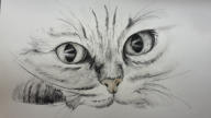 Katze aquarell