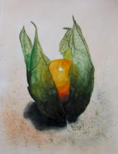 Physalis